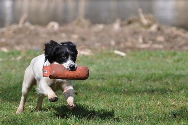 your guide to the scottish game fair the british association for shooting and conservation