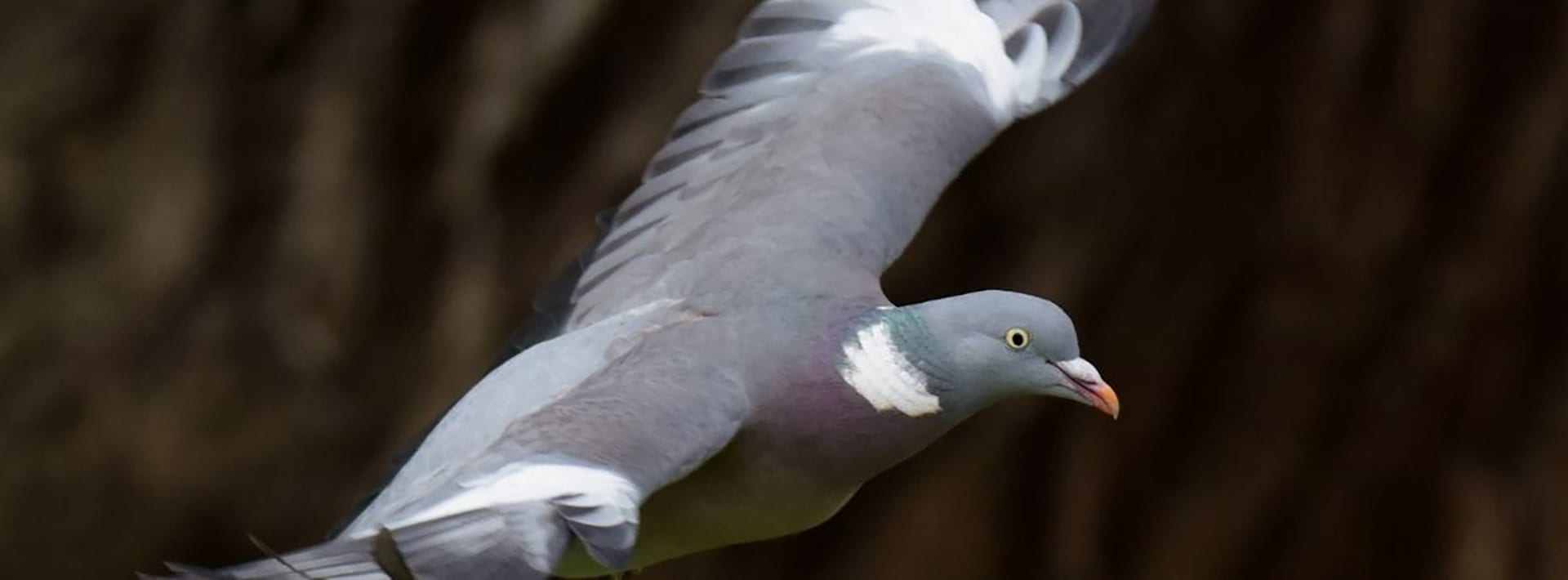 basc.org.uk