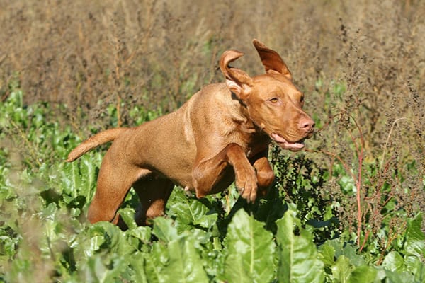 A gundog running