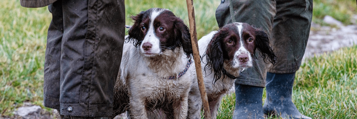 can i rehome a dog if i work