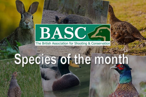 BASC Species of the Month - February - BASC