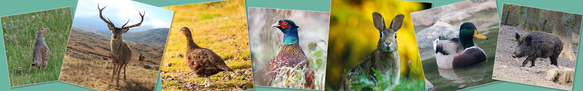 BASC species of the month banner