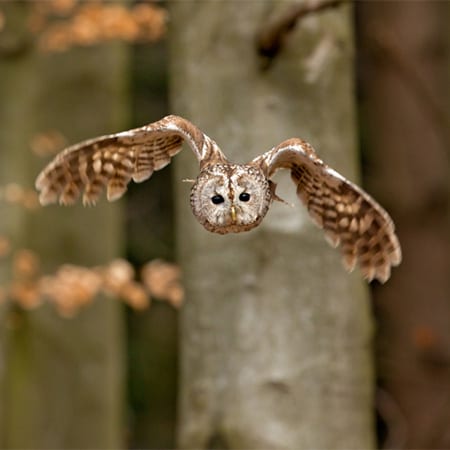 Owl tawny Tawny owl