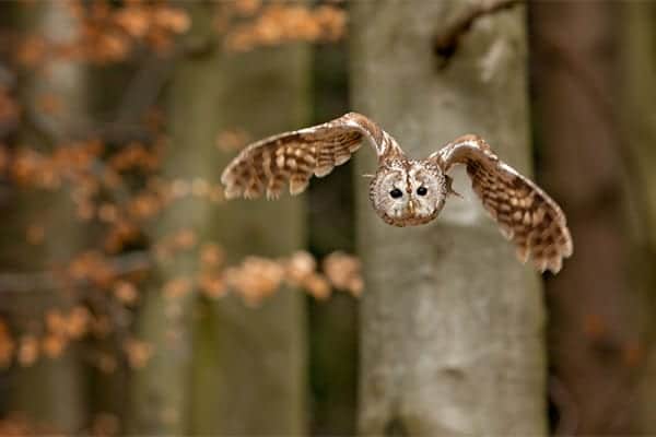 Tawny Owl - Species of the month - March - BASC