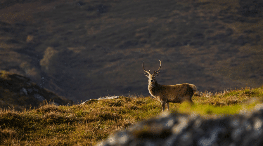 red-stag-highlands