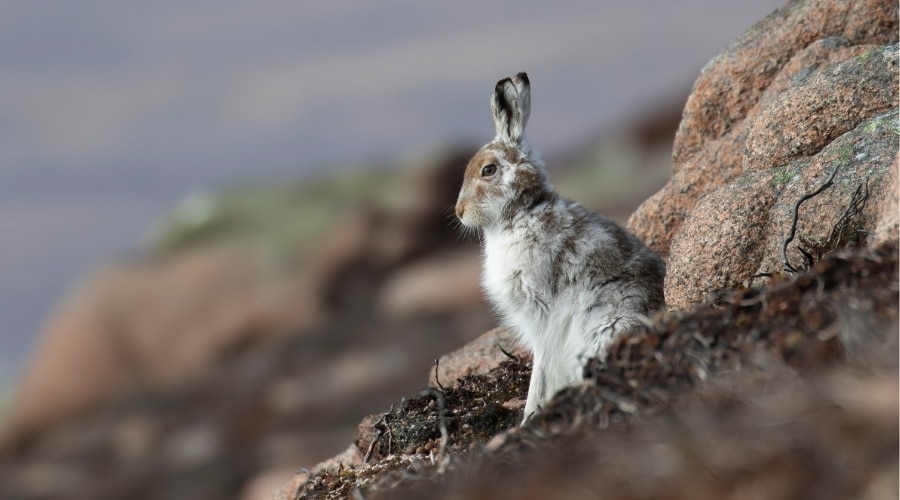 A mountain hare