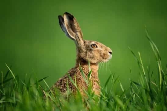 hare-in-grass