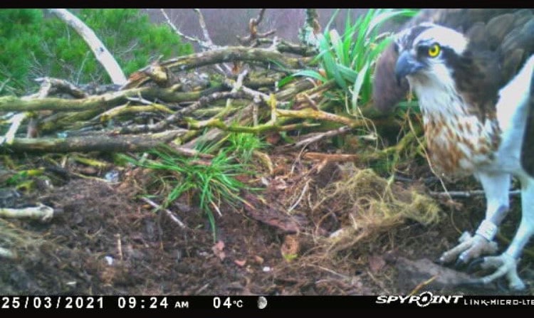 osprey-nest-cam