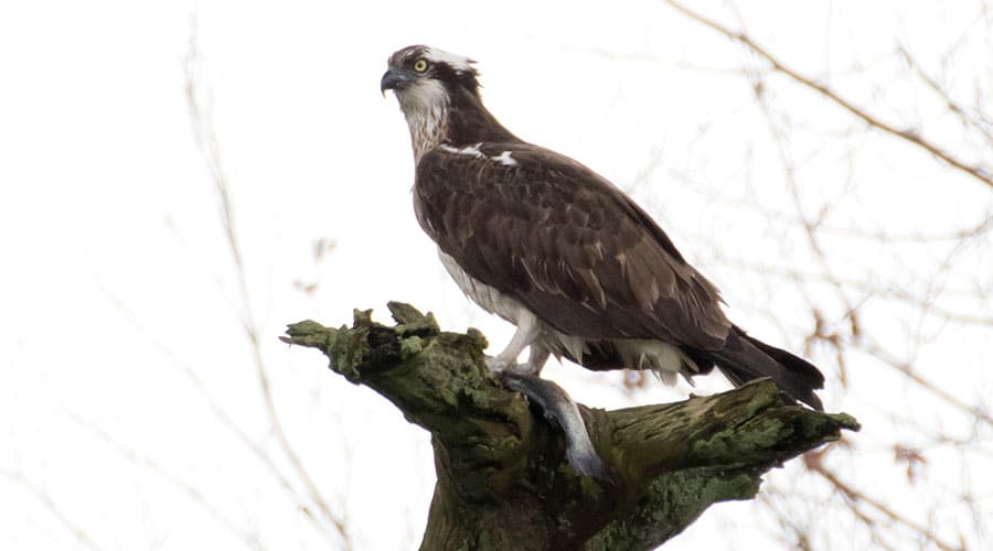 An osprey