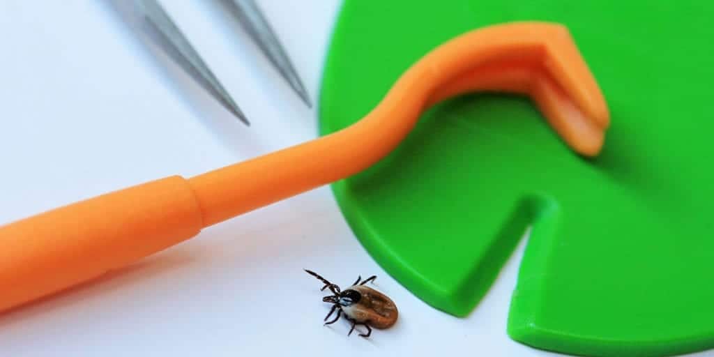 A picture of a tick next to a tick removal tool.