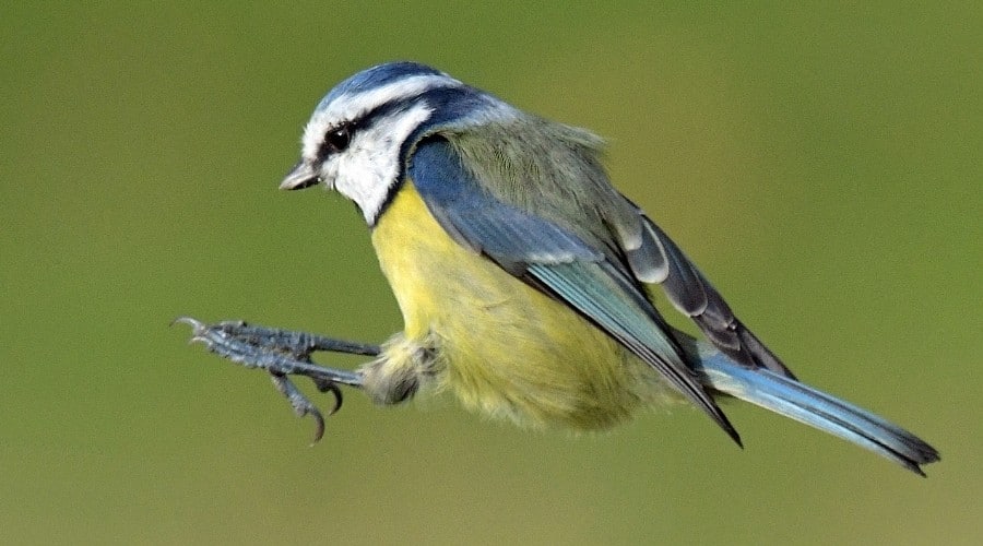 A blue tit