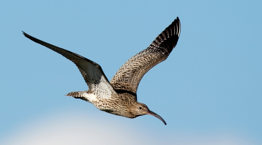 A curlew