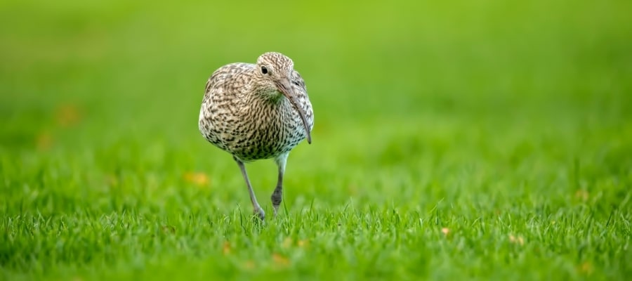 curlew-on-grass