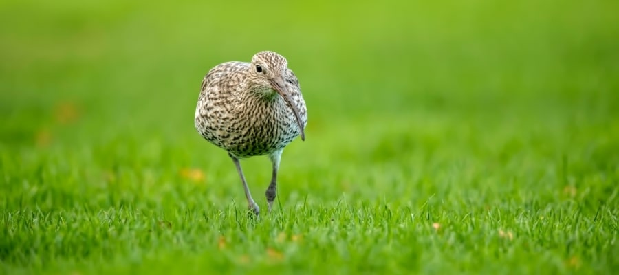 A curlew