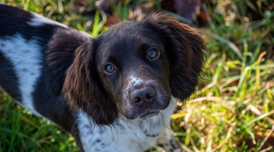 A gundog puppy