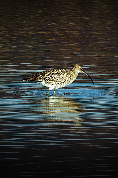 Curlew