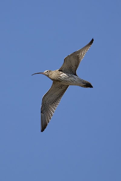 Curlew