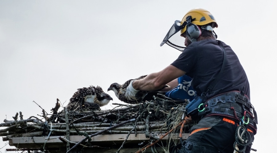 A worker placing an osprey in its nest
