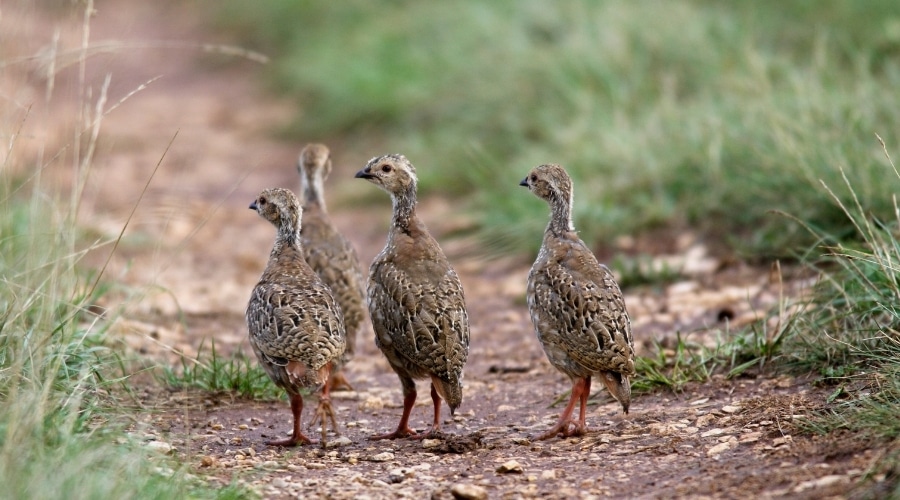 A group of poults