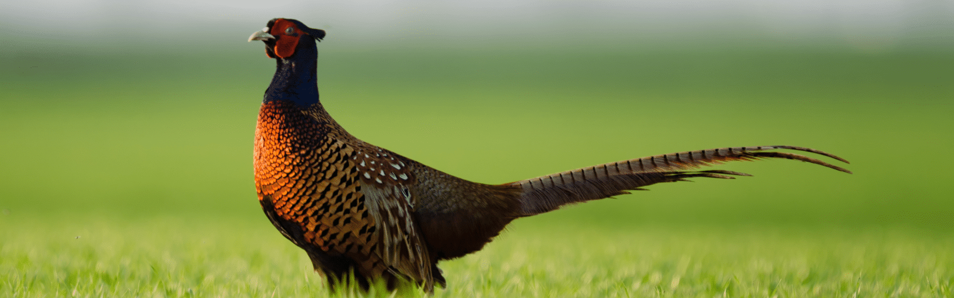 Benefits of shooting what does shooting do for nature and us, the people?