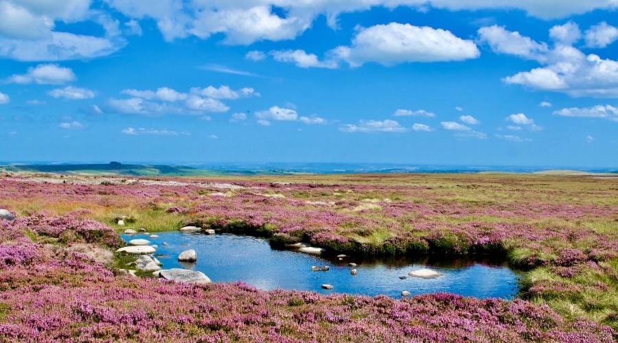 A moorland landscape