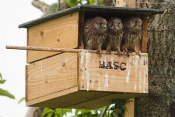 BASC bird box