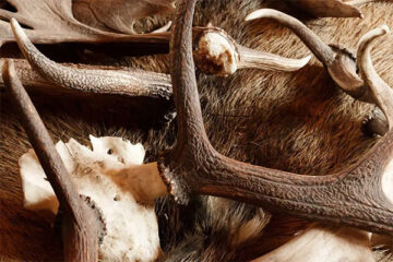 Deer trophies on a fur