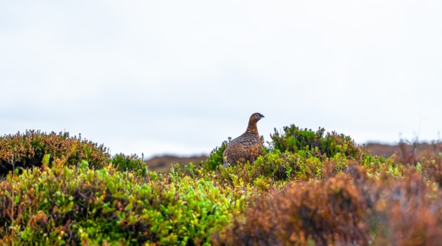 A red grouse