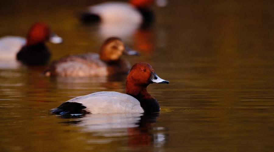 A wigeon