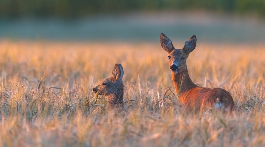 Two deer