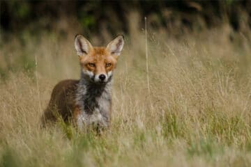 fox-snares