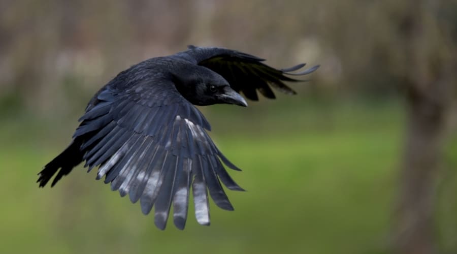 A crow in flight