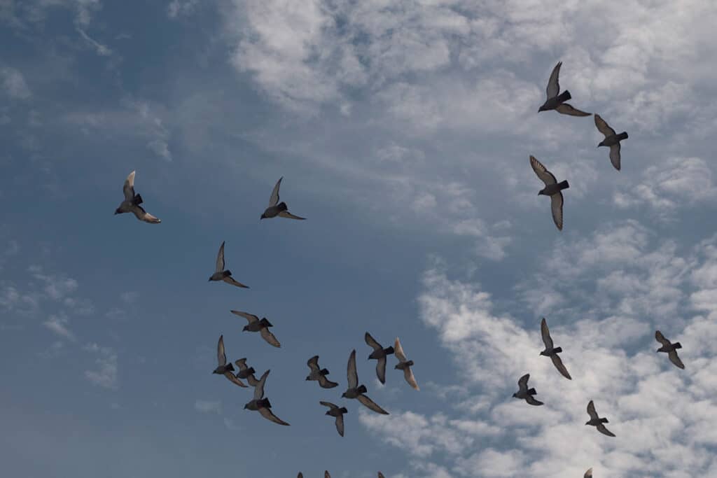 A sky of birds