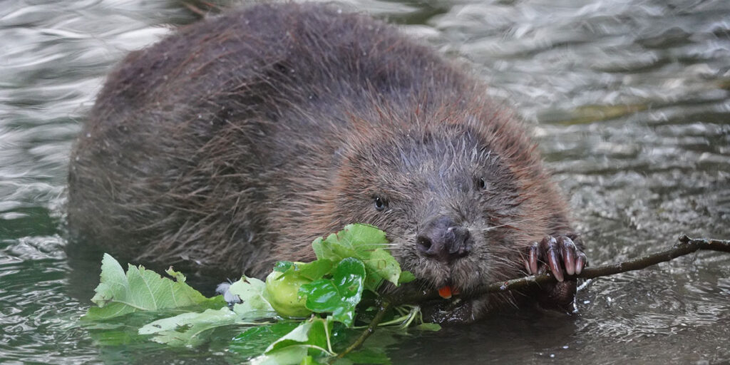 An image of a beaver with a twig in its mouth