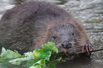 An image of a beaver with a twig in its mouth