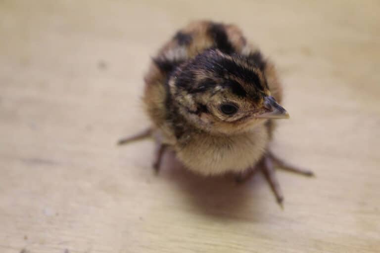 Day Old Pheasant chick