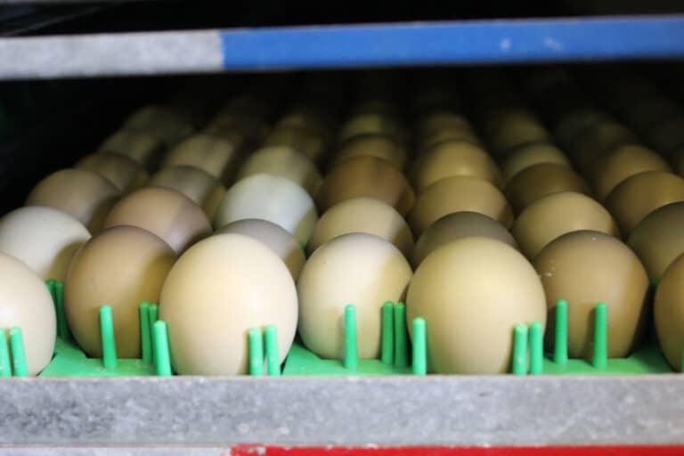 Eggs in the hatcher
