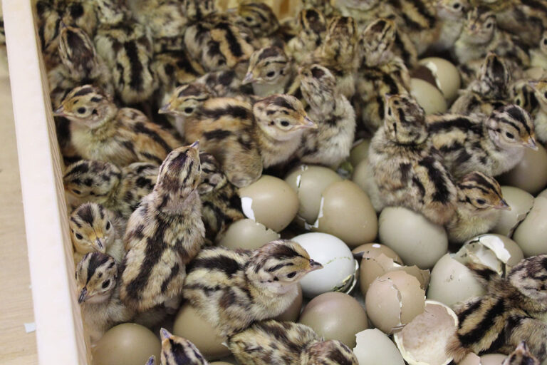 Newly Hatched Chicks