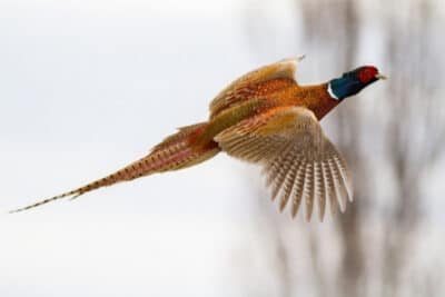 Pheasant-season