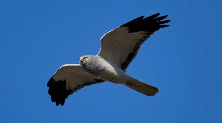 A hen harrier