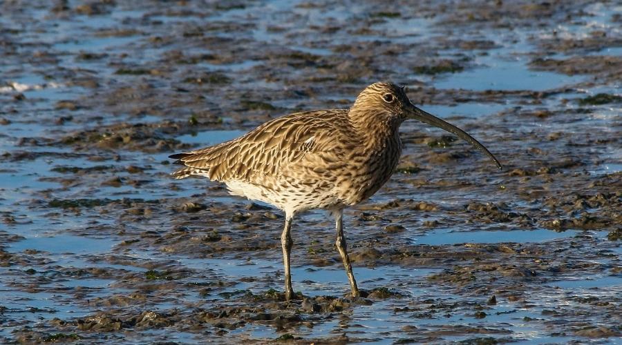 A curlew