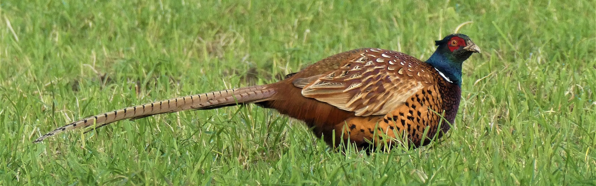A pheasant