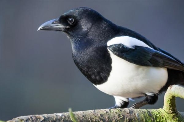 A magpie