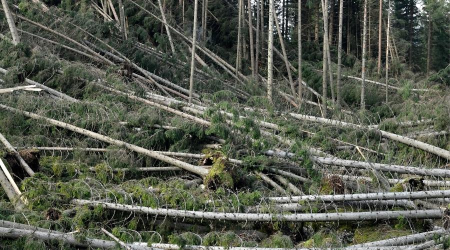 Fallen trees