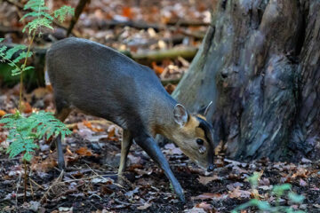 An image of a muntjac deer