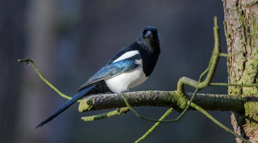 A magpie