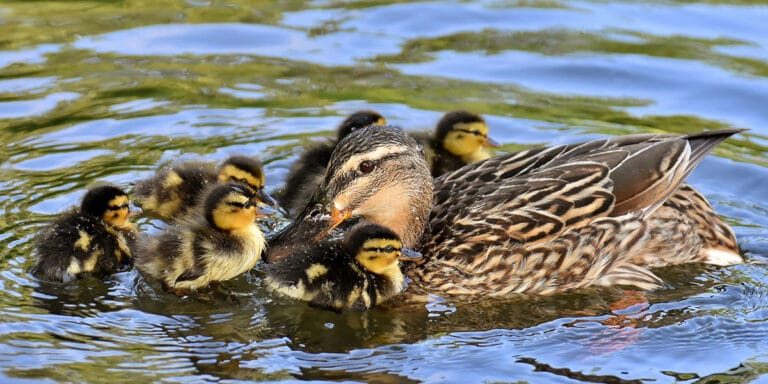 mallard duck in water with chicks