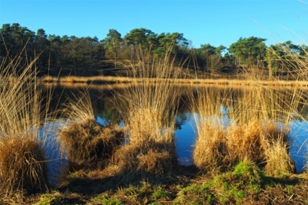 BASC-East
