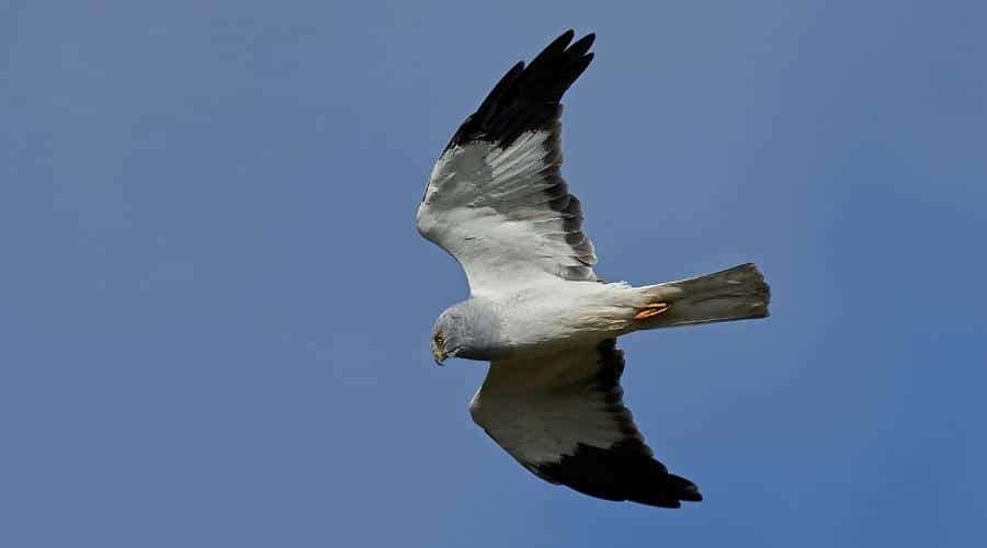 A hen harrier