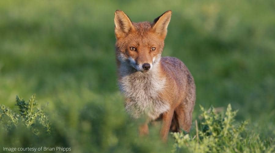 Hunting with Dogs Bill must reflect rural priorities - BASC